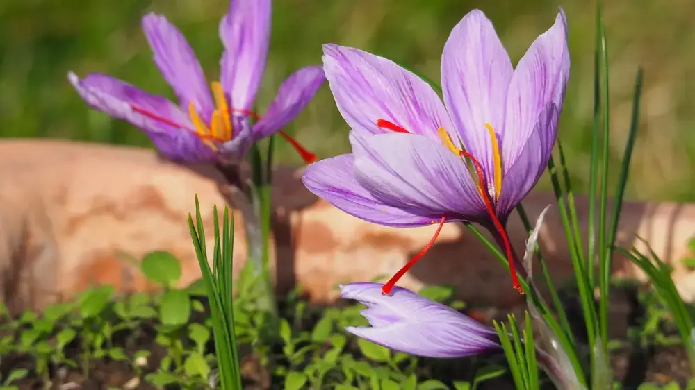همه چیز درباره‌ی زعفران ایرانی و ویژگی های آن