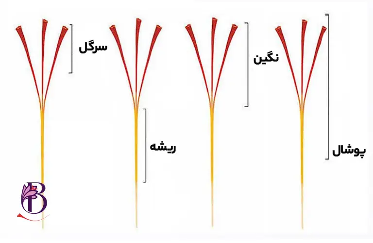 عکس تفاوت انواع زعفران